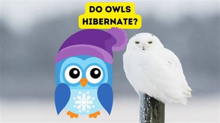 How do owls adapt to the desert?