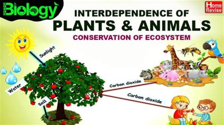 How do plants interact with their environment?