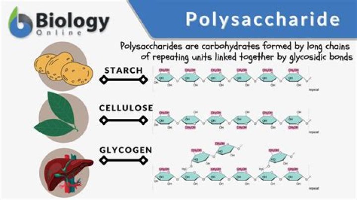 How do polysaccharides differ from each other?