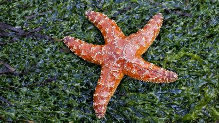 How do sea stars walk and grab?