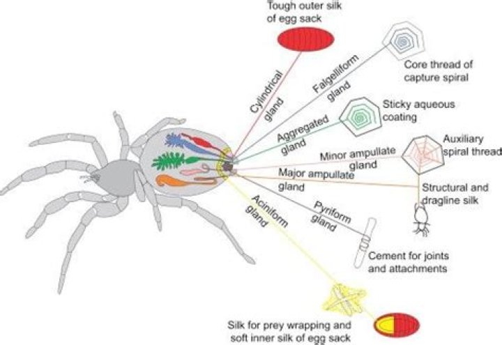 How do spiders make spider webs?