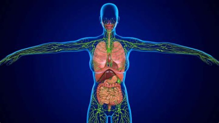 How do the lymphatic and immune system interact?