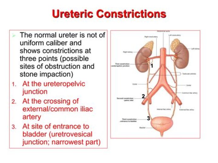How do the ureters work?