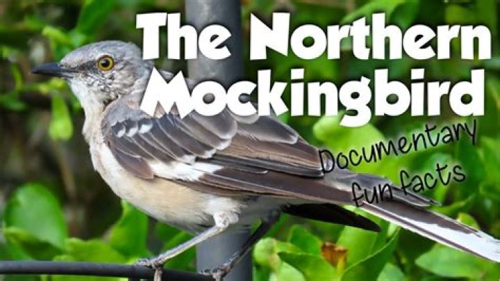 How do u get rid of mockingbirds?