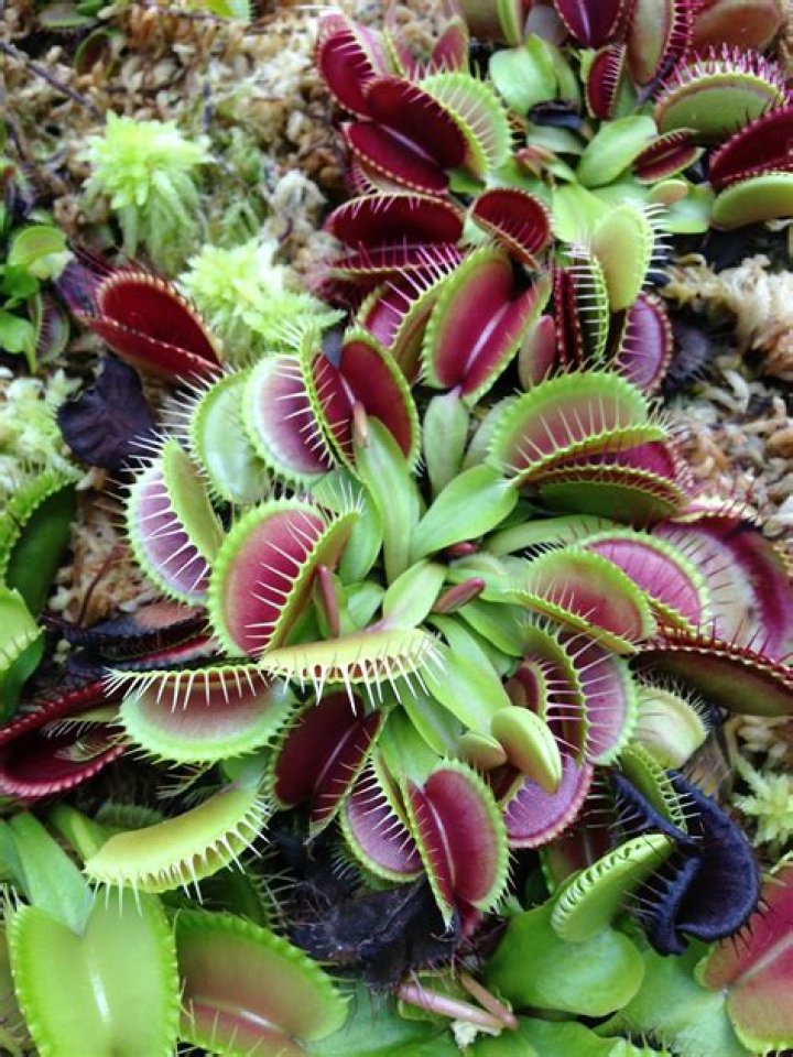 How do Venus fly traps reproduce?