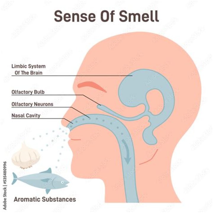 How do we perceive smell?
