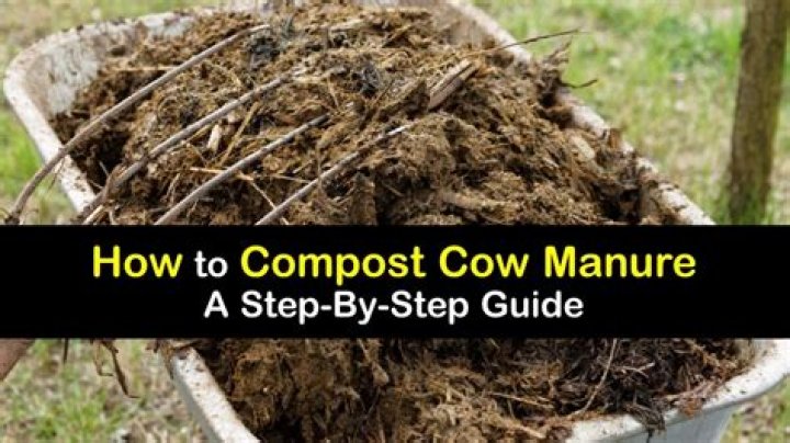 How do you apply cow manure to a plant?