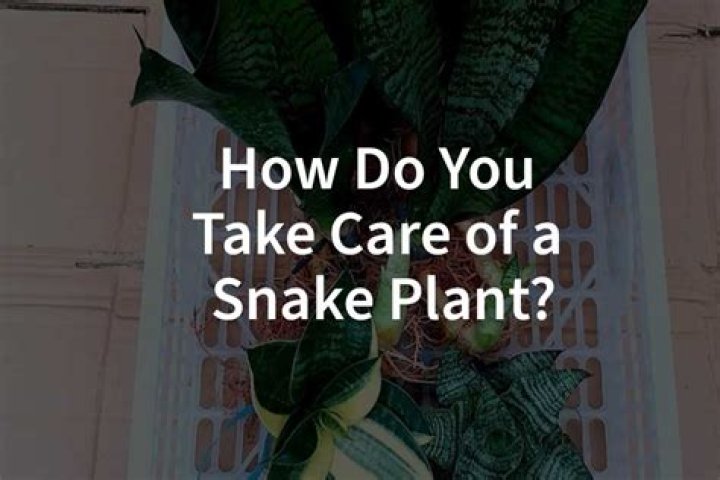 How do you bait a snake?