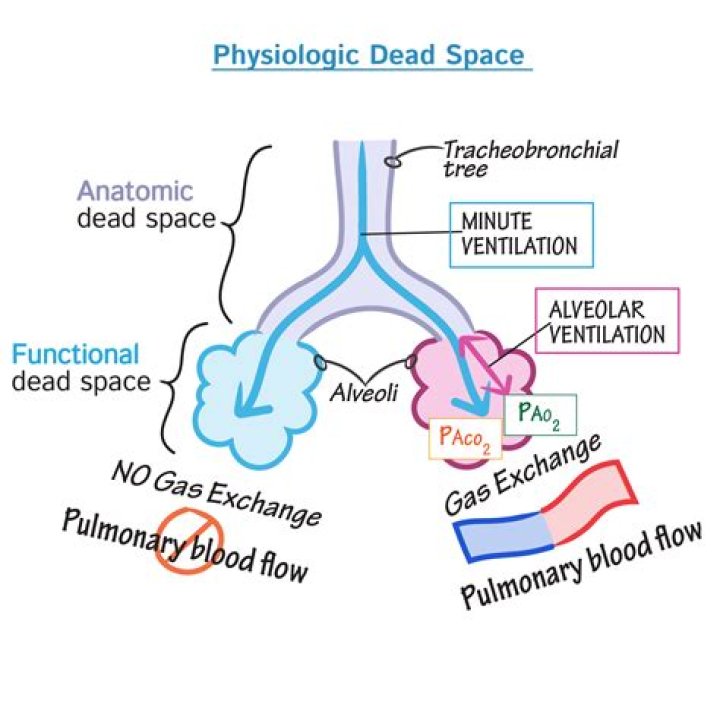 How do you calculate physiological dead space?