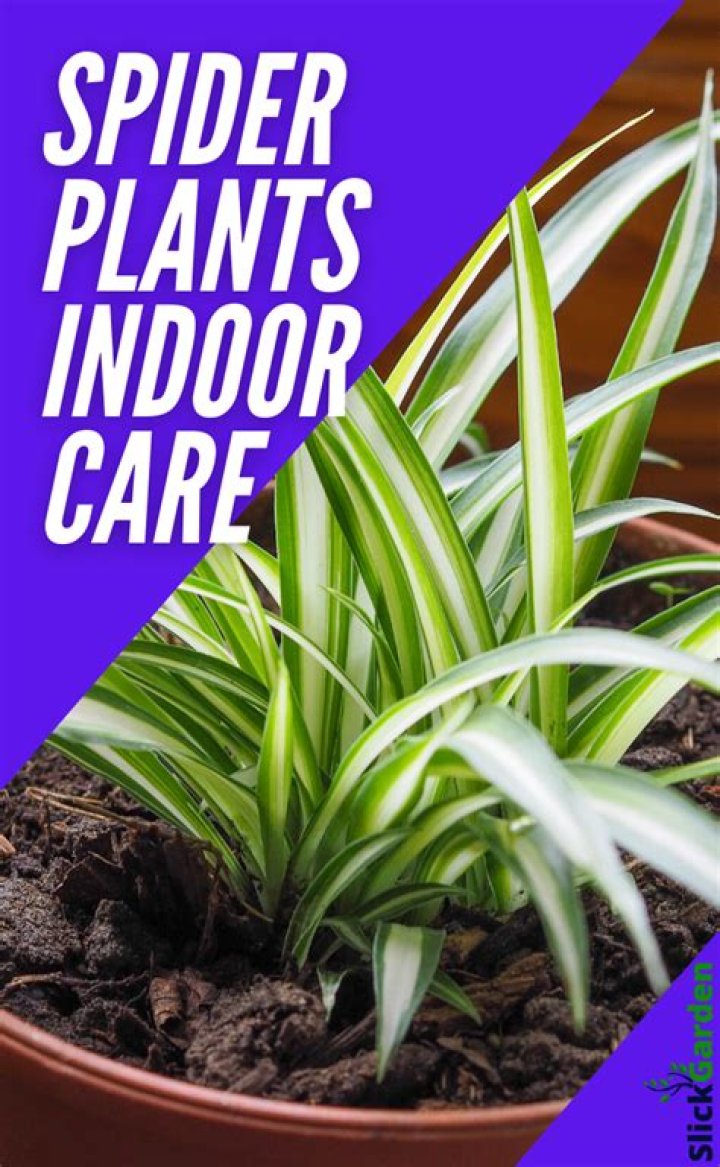 How do you care for a spider plant?