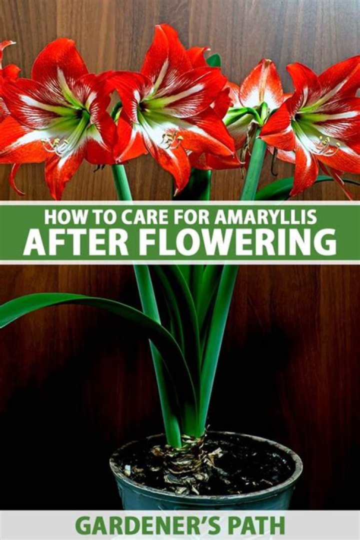 How do you care for Hippeastrum after flowering?