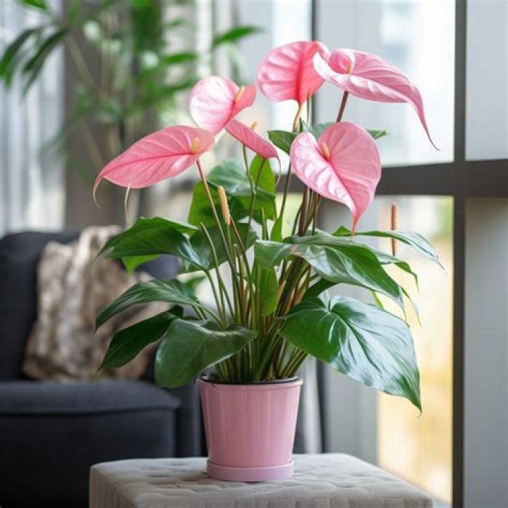 How do you care for indoor flowering plants?