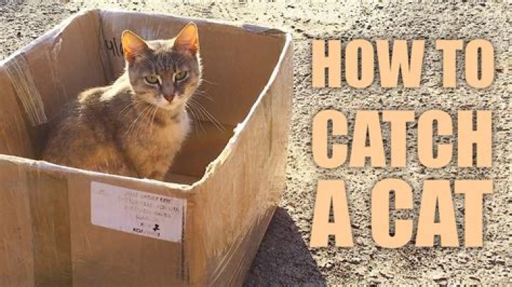 How do you catch a wild kitten?