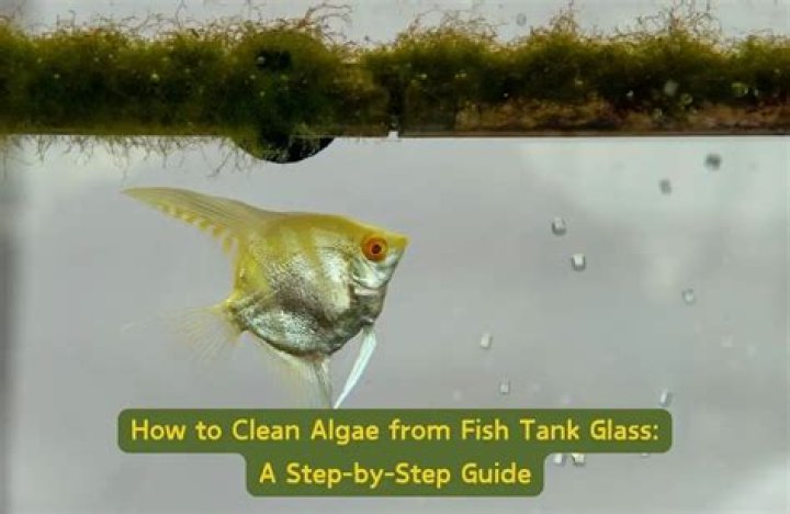 How do you clean algae from a shed?