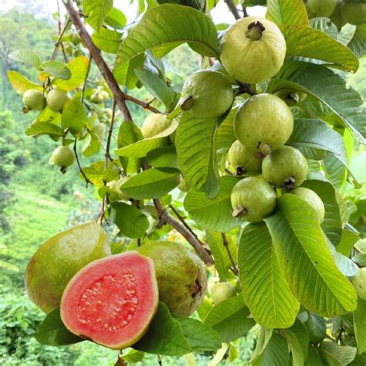 How do you Deseed guava?
