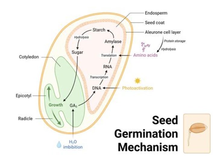 How do you draw seed germination step by step?