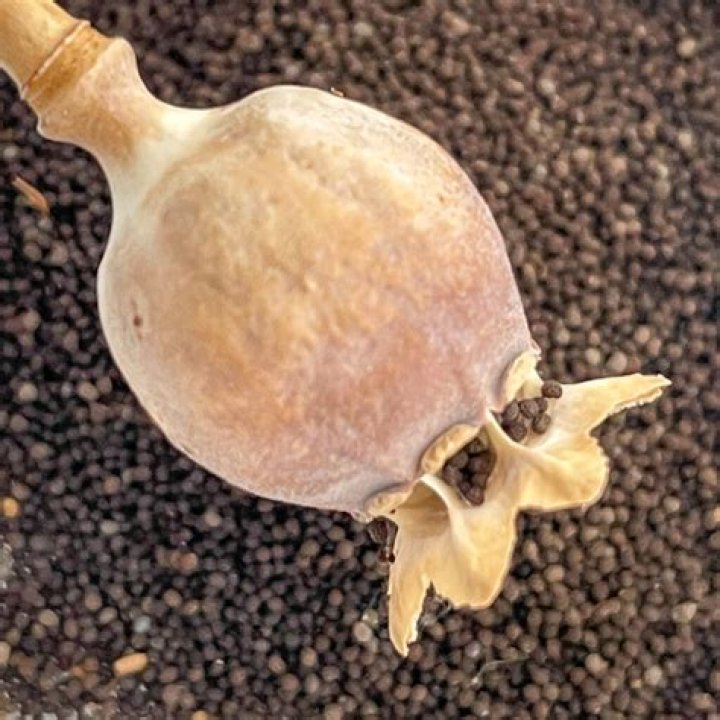 How do you dry decoration gourds?