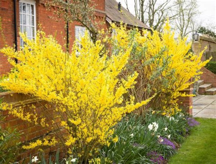 How do you fertilize forsythia?