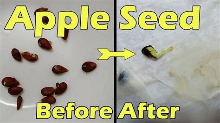 How do you germinate apple seeds quickly?
