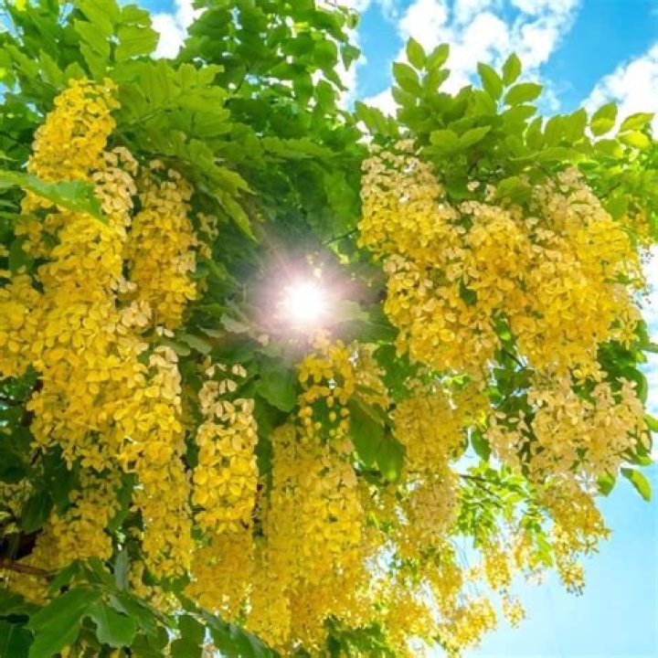 How do you germinate golden shower seeds?