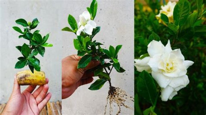 How do you get a gardenia to flower?