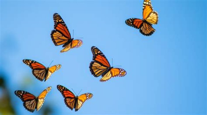 How do you get butterflies to come to you?