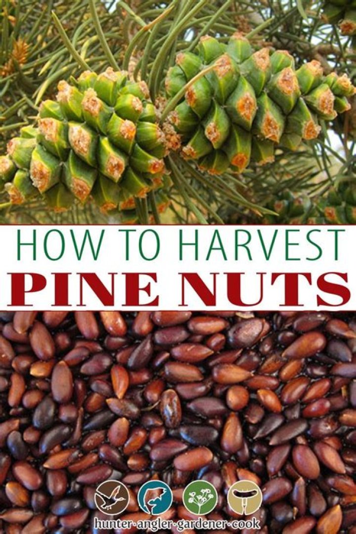 How do you get pine sap out of hair?