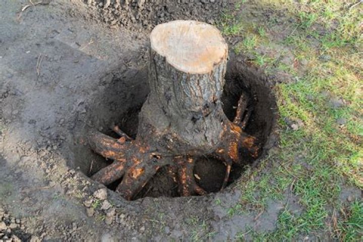 How do you get rid of a tree stump with charcoal?