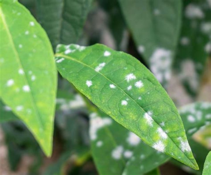 How do you get rid of white mold on roses?