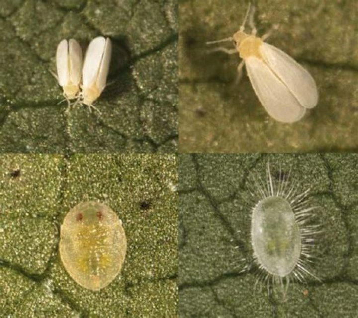 How do you get rid of whitefly larvae?