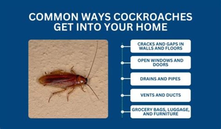 How do you get roaches in your house?