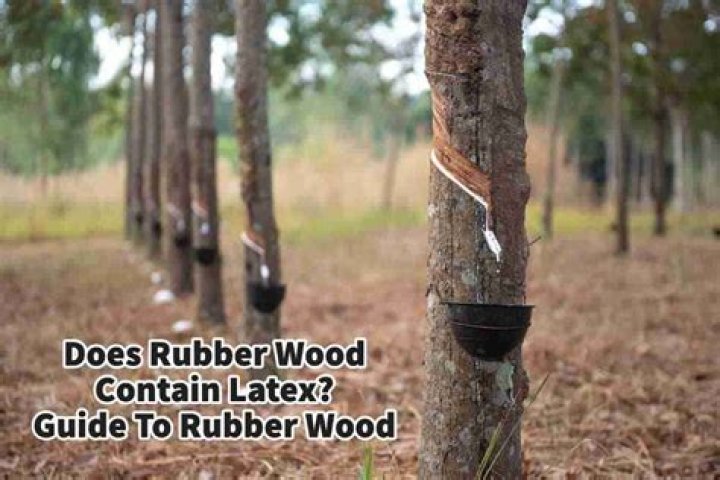 How do you get rubber out of rubber wood?