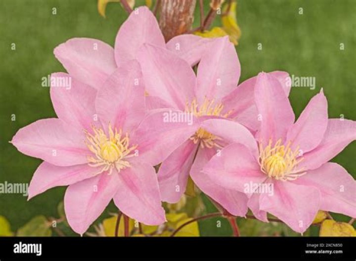 How do you grow a boulevard clematis?