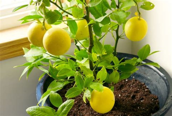 How do you grow a Japonica?
