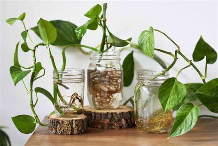 How do you grow a plant in a glass bottle?