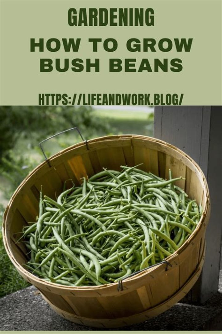 How do you grow bush beans?