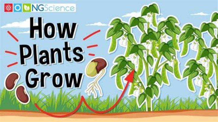 How do you grow cardoons UK?