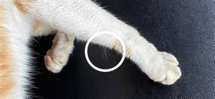 How do you grow cat whiskers?