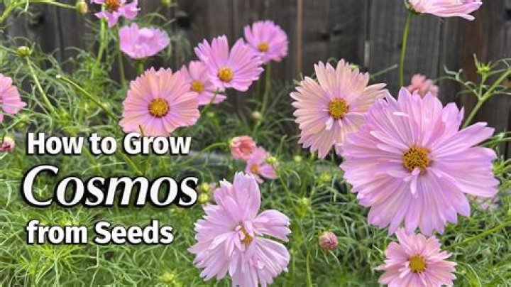 How do you grow cosmos?