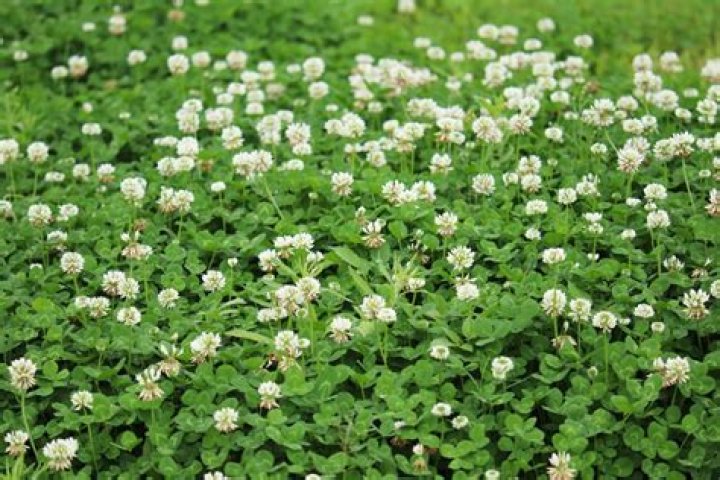 How do you grow Dutch clover?