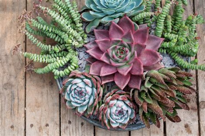 How do you grow Echeveria succulents?