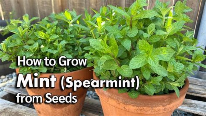 How do you grow mint?