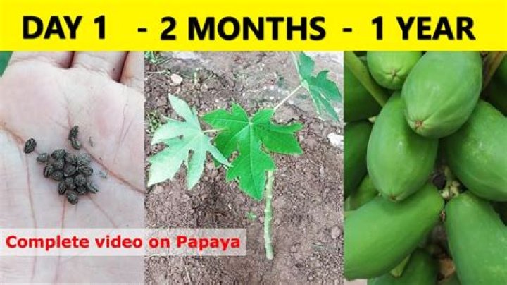 How do you grow papaya seeds indoors?