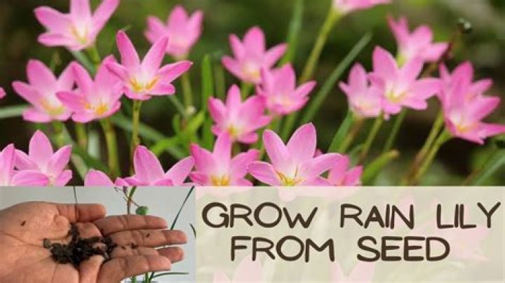 How do you grow rain lily seeds?