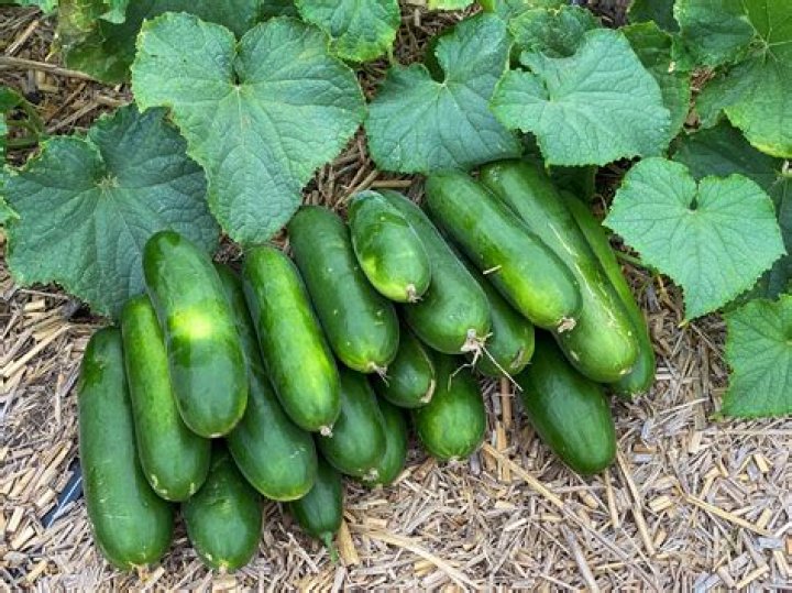 How do you grow seedless cucumbers?