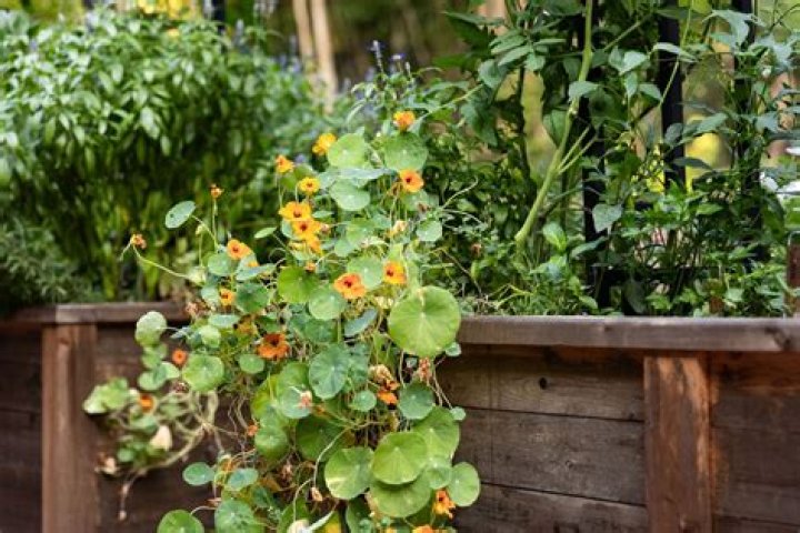 How do you harvest nasturtium leaves?