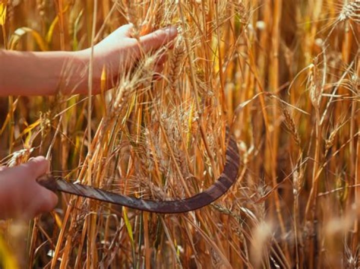 How do you harvest sorghum by hand?