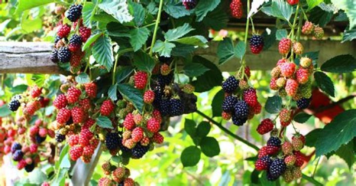 How do you juice blackberries?