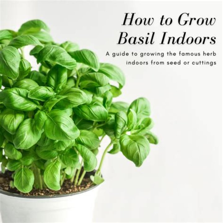 How do you keep an indoor basil plant alive?