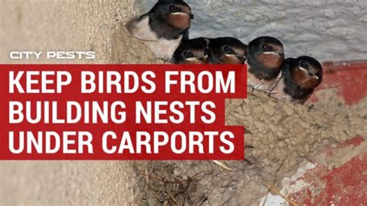 How do you keep birds from nesting in your carport?